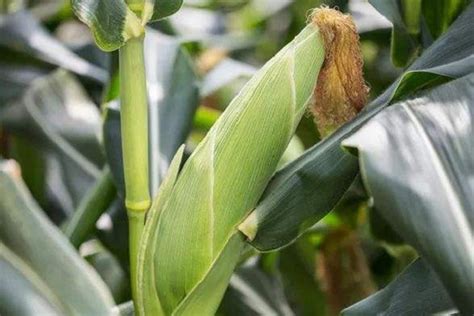 玉米滴灌施肥方案 施肥技术及用量_植物博士