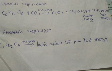 Chemical Equations Of Aerobic And Anaerobic Respiration at Jake Fowles blog