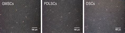 Isolation and Multiple Differentiation Potential Assessment of Human ...