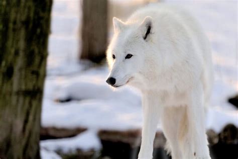 Wolves Running Really Fast 的图像结果