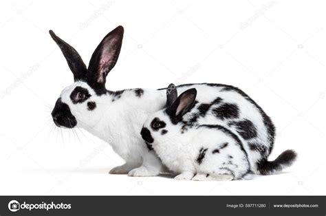 Baby Black And White Rabbits