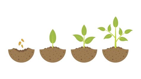 Image result for Primary Science Lessons Plant Distribution