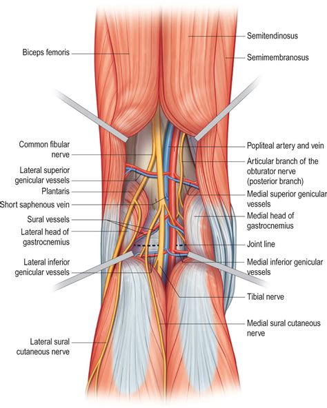 Popliteal Fossa Popliteal Artery Entrapment Syndrome: Role Of Imaging