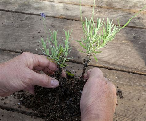 How to propagate lavender: expert tips for taking cuttings | Homes and Gardens