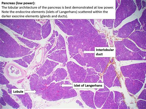 Pancreatic Duct Histology