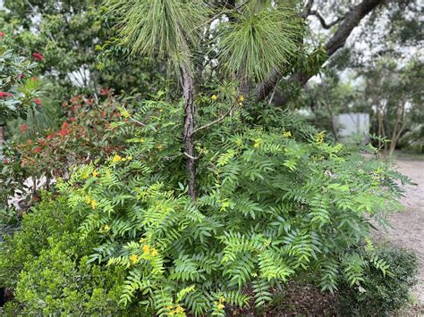 Senna mexicana var. Chapmanii, Chapman's Senna, aka Bahama Cassia ...