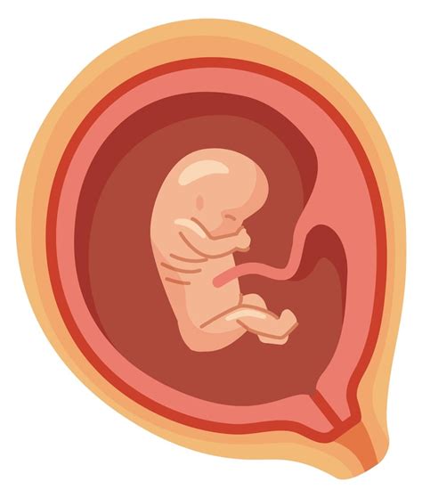 Page 3 | Fetal pregnancy Images - Free Download on Freepik