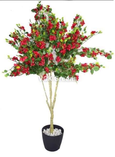 Bougainvillea Trees – VCK Greens
