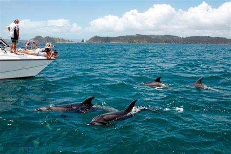 2023 The Bay Of Islands Hole In The Rocks Cruise & Dolphin & Whangarei ...