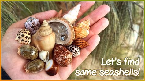 Finding Sea Shells 的图像结果