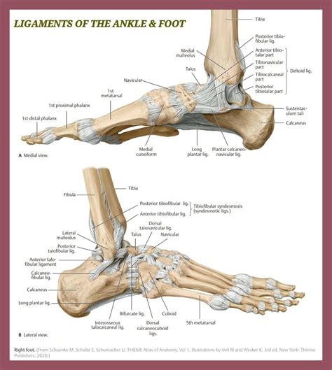 Tibiotalar Ligament