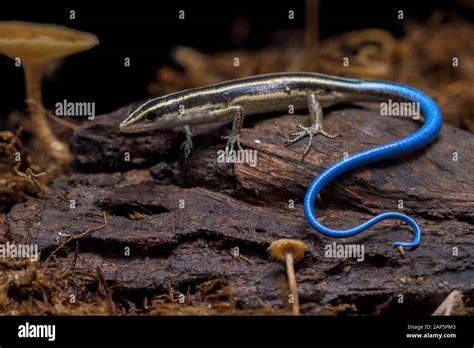 Emoia caeruleocauda, (Blue tailed skink) commonly known as the Pacific ...