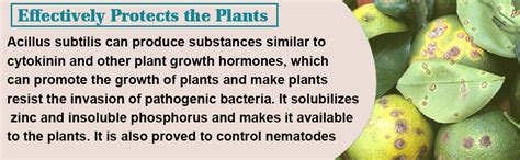PLANT'S BUDDY - Bacillus subtilis for Plants - Liquid (2 * 10^9 CFU/ml ...