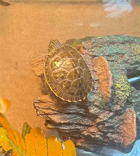 Image result for Normal Shell Warrantly