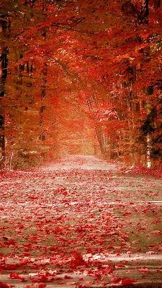 Fall Iphone Wallpaper Illustration by 25 Fall Iphone Wallpapers Fall Iphone Wallpaper Illustration