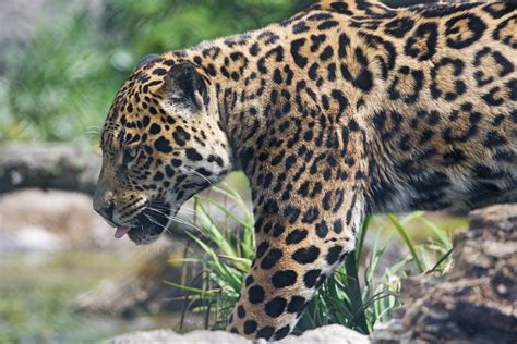 Majestic Jaguar in Stunning HD Wildlife Wallpaper