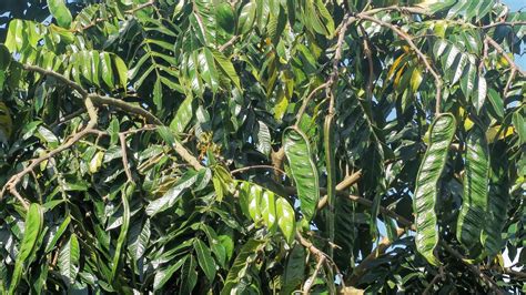 Expert Tips On Growing Ice Cream Bean Trees | Plantly