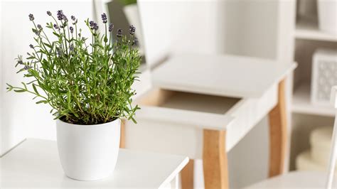 Buy Indoor Lavender Plants at Rita Ware blog