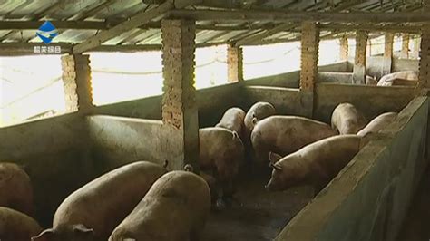 有哪些措施能够提高育肥猪代养猪场（公司+农户猪场）的经济效益？ - 知乎