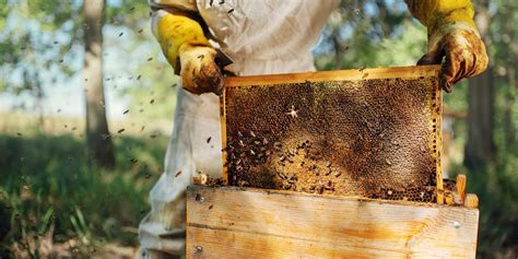 Image result for Beekeeping Tutorial