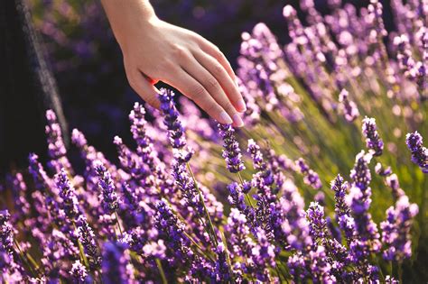 Lavender Essential Oil - Katseye Blends