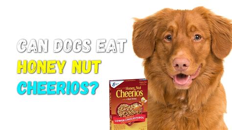 Can Dogs Eat Honey Nut Cheerios? Dangers (We Asked A Vet)
