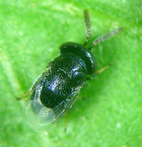 Featured insects