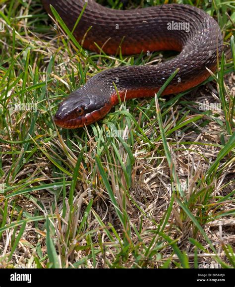 Red bellied snake hi-res stock photography and images - Alamy
