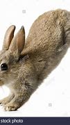 Image result for Spring Bunnies Hopping
