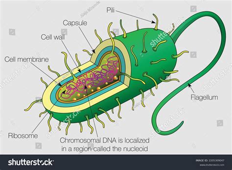 Bacterial Cell Drawing With Labels at Cindy Ehrhardt blog