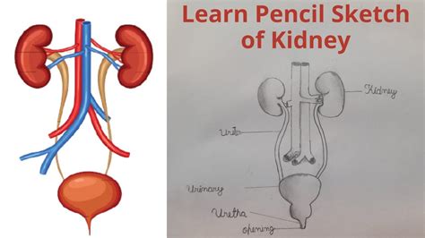 How to Draw Kidney in Easy Way 的图像结果