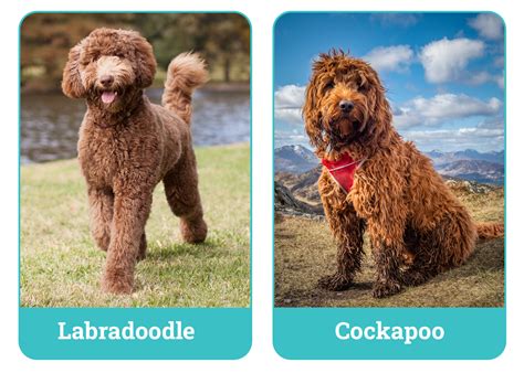 Image result for Cockapoo vs Labradoodle