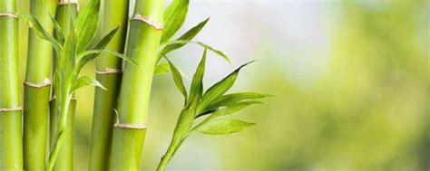 竹子种植时间和方法-植物说