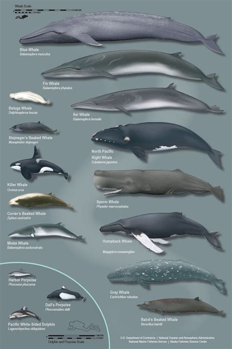 Accueil | Types of whales, Whale, Whale species