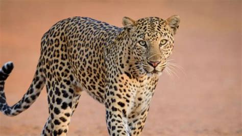 Two Leopards Captured Near Bengaluru After Fatal Attack on 52-Year-Old ...