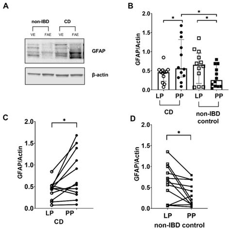 Increased Numbers of Enteric Glial Cells in the Peyer’s Patches and ...