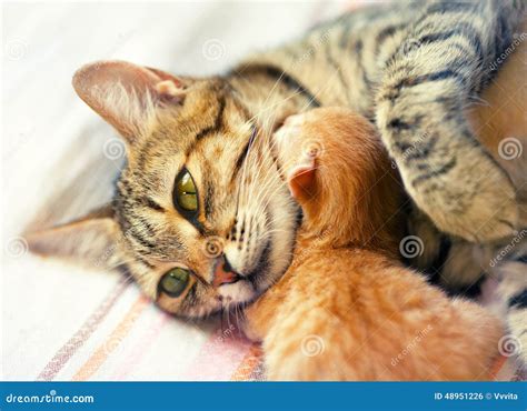 Mom cat and newborn kitten stock photo. Image of indoor - 48951226