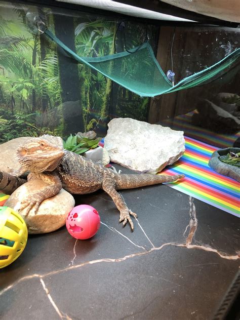 Perfect Amigos Flooring North Hollywood For Home Style