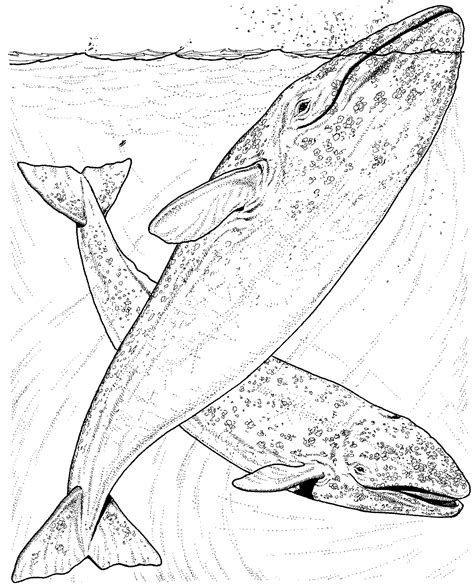 Coloring Pages Of Whales