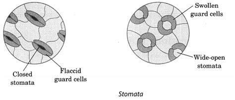 Class 7 Science Chapter 1 Question Answers - Nutrition in Plants