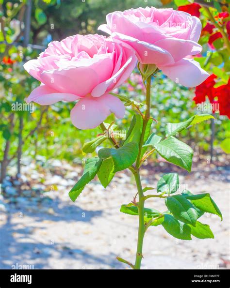 Over 999 Beautiful Rose Flower Images in Stunning 4K Resolution