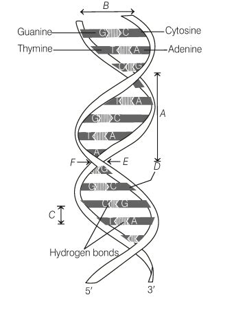 Given the diagram showing Watson and Crick model of DNA structure ...