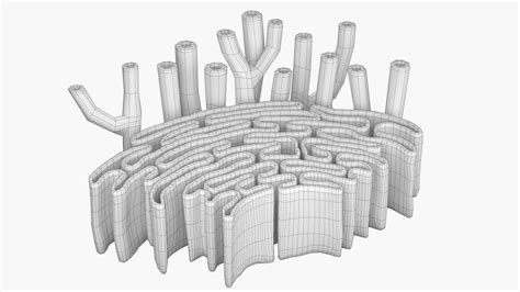 Endoplasmic Reticulum - 3D Model by esfey