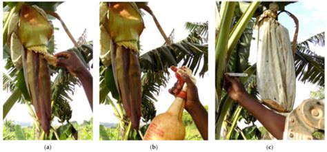 Application of Pollen Germination Media on Stigmas during Pollination ...
