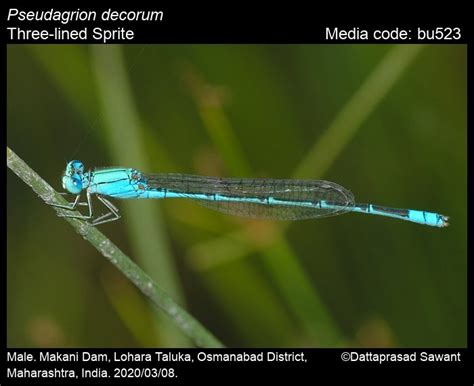 Pseudagrion decorum Rambur, 1842 - Three-lined Sprite | Odonata