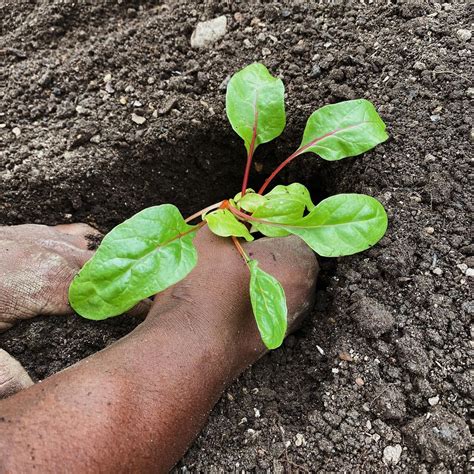 Jones Valley Teaching Farm - al.com