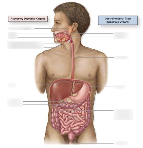 Image result for Digestive System Sample Questions