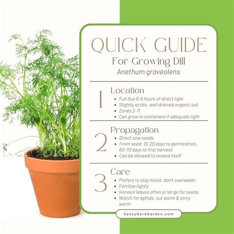 How to Grow Dill: Quick and Easy Guide for Beginners