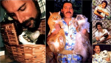 Freddie Mercury Was the Ultimate Cat Guy - The Conscious Cat
