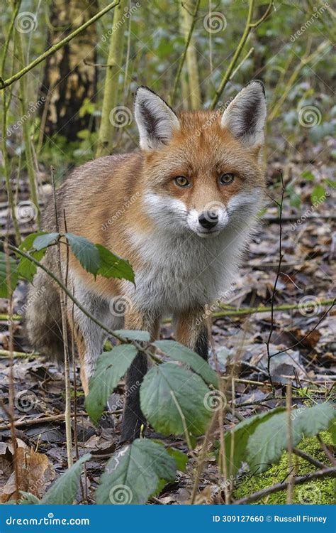 Red Fox Scientific Name: Vulpes Vulpes Stock Photo - Image of rspb ...